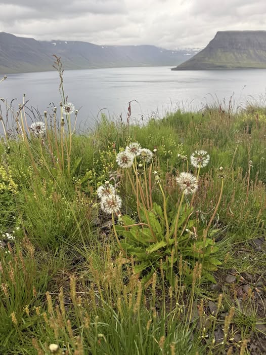 Personal Review of Iceland with Lindblad Expeditions - National Geographic