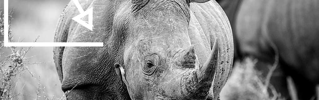 A Luxury Safari Adventure with Abercrombie & Kent: An Honest Review of Their African Safari Tours