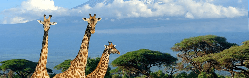 African Travel Review: Inside the Best Safaris and Wildlife Encounters Across the Continent