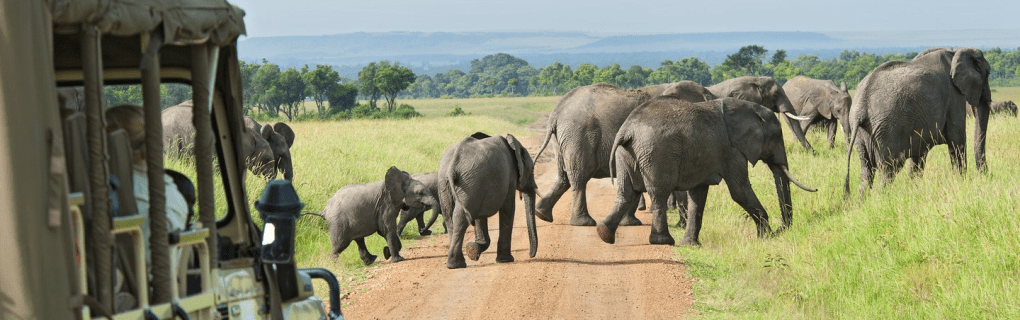 Discover the Magic of Africa`s Most Unique Safaris with African Travel