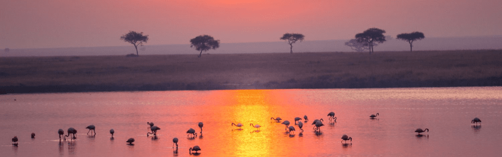 Discover the Magic of Africa`s Most Unique Safaris with African Travel