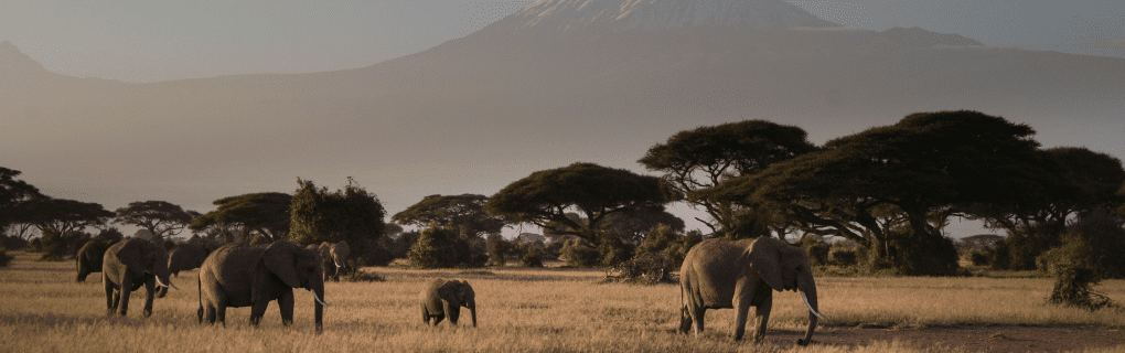 Discover the Magic of Tanzania`s Nyerere National Park with African Travel: A Guide to Unique Safaris and Wildlife Encounters