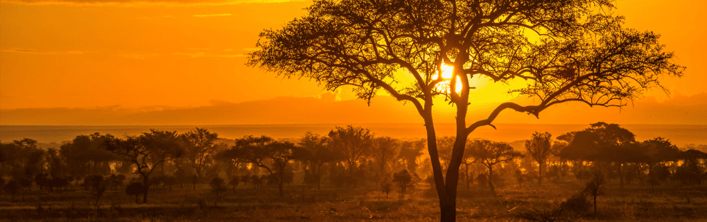 Discover the Magic of Tanzania`s Nyerere National Park with African Travel: A Guide to Unique Safaris and Wildlife Encounters