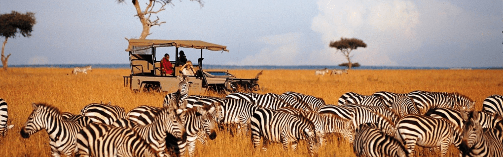 Discover the Wild Heart of Africa with African Travel: Unique Safaris in Tanzania`s Nyerere National Park