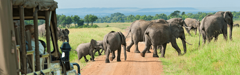 Explore the Wild Heart of Africa: Unique Safaris with African Travel