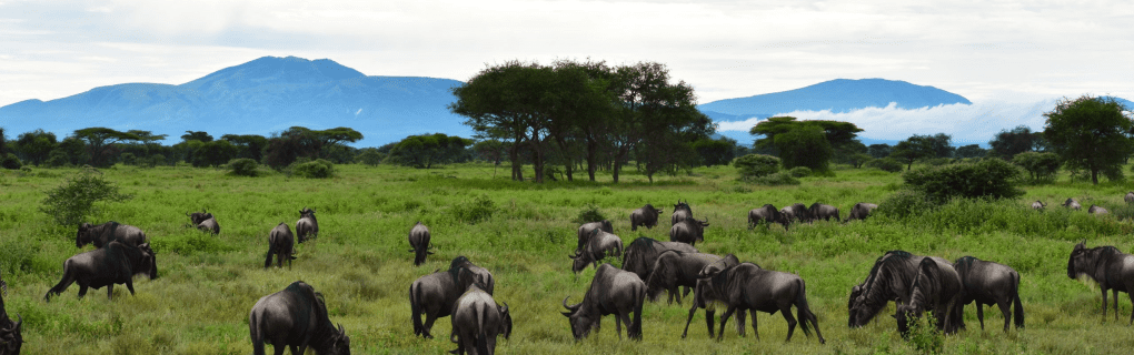 Exploring Africa and Beyond with Swain Destinations: A Luxury Travel Review