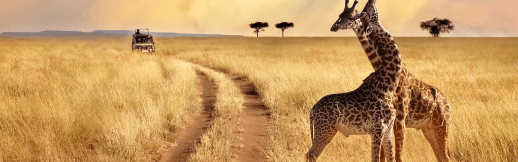 Exploring Africa`s Hidden Gems: Why African Travel`s Unique Safari Itineraries Stand Out