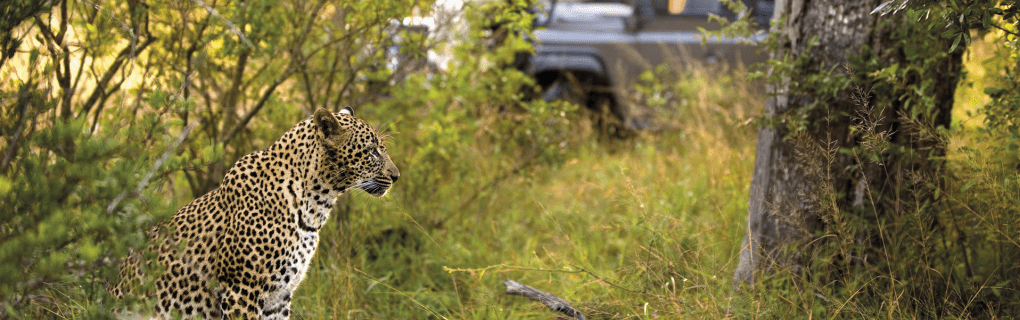 Exploring Africa`s Hidden Gems: Why African Travel`s Unique Safari Itineraries Stand Out