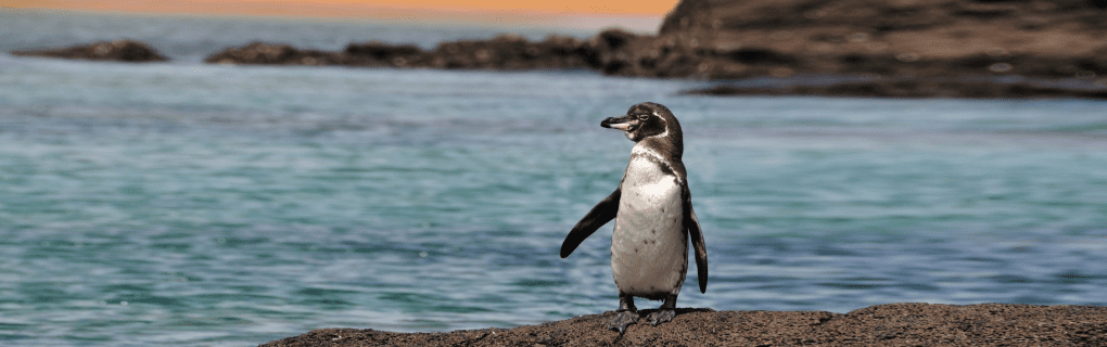 Exploring the Galapagos with Natural Habitat Adventures: Why Their Small-Ship Cruises Stand Out