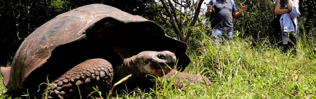 Exploring the Galapagos with Natural Habitat Adventures: Why Their Small-Ship Cruises Stand Out