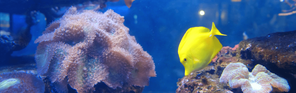 Exploring the Uncharted: A Guide to Viking Expeditions` Itineraries and Destinations