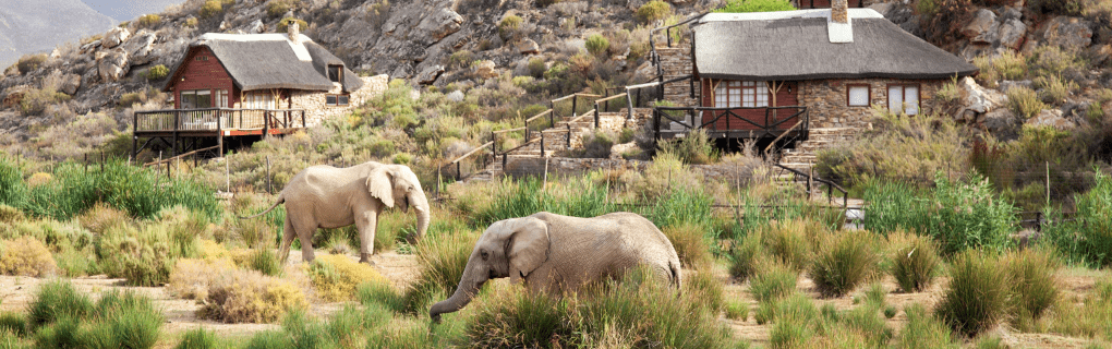 Exploring the Wild Heart of Africa: Inside `African Travel`s` Most Unique Safari Destinations