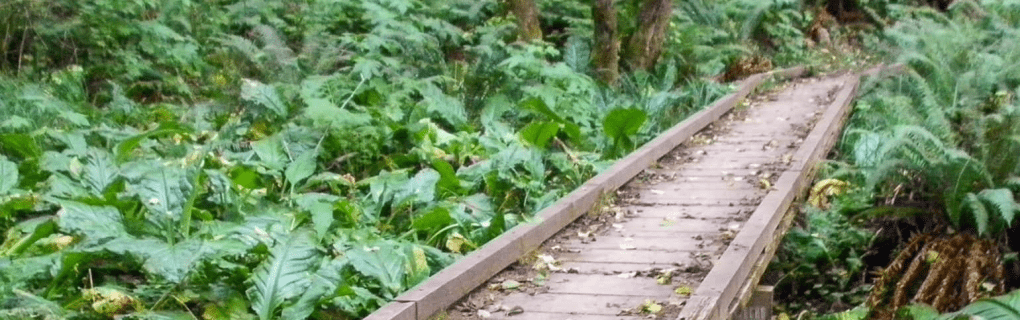 Exploring the Wonders of Alaska with Holland America: Why Their Itineraries Stand Out