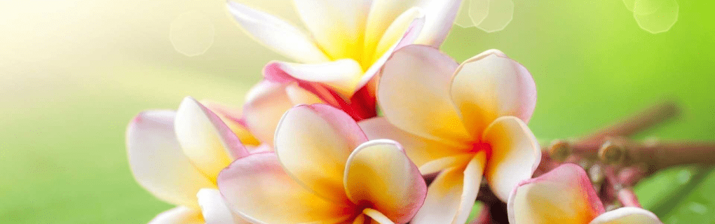 Hawaii Island Hopping 101: How to Visit Multiple Islands Stress-Free