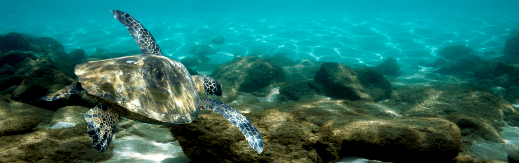 Hawaii Whale Watching Guide: Best Times & Tour Companies
