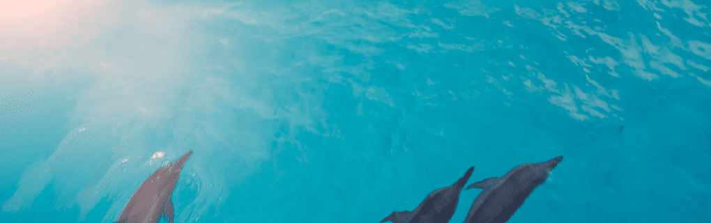 How to Plan the Perfect Around-the-World Private Jet Tour with TCS World Travel