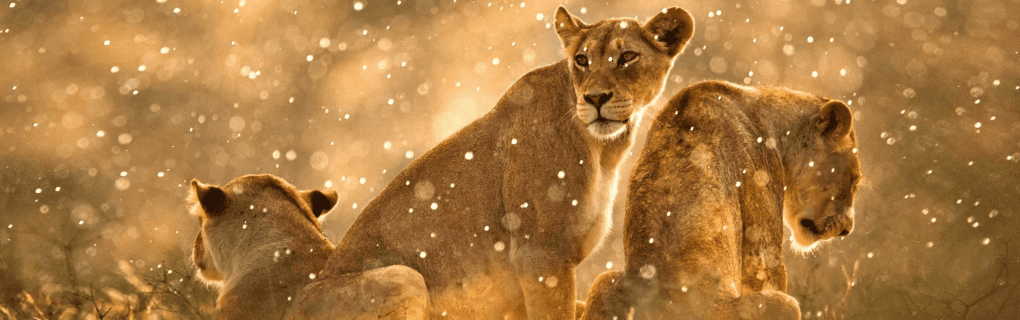 Inside Micato`s Luxury African Safaris: Discover the Ultimate Wildlife Adventures in East Africa