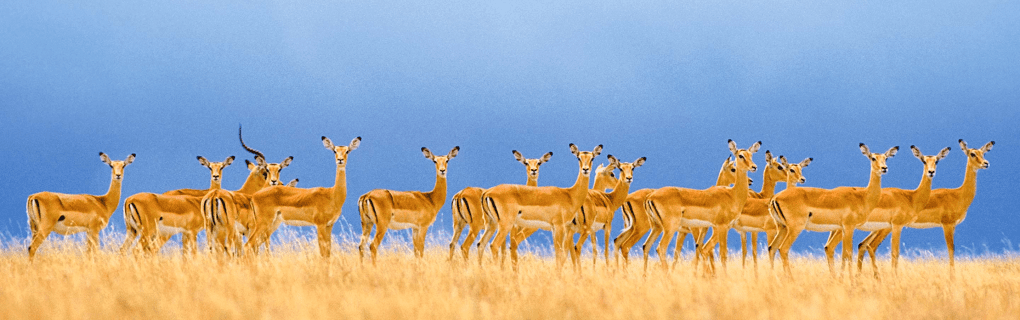 Inside Micato`s Luxury African Safaris: Discover the Ultimate Wildlife Adventures in East Africa