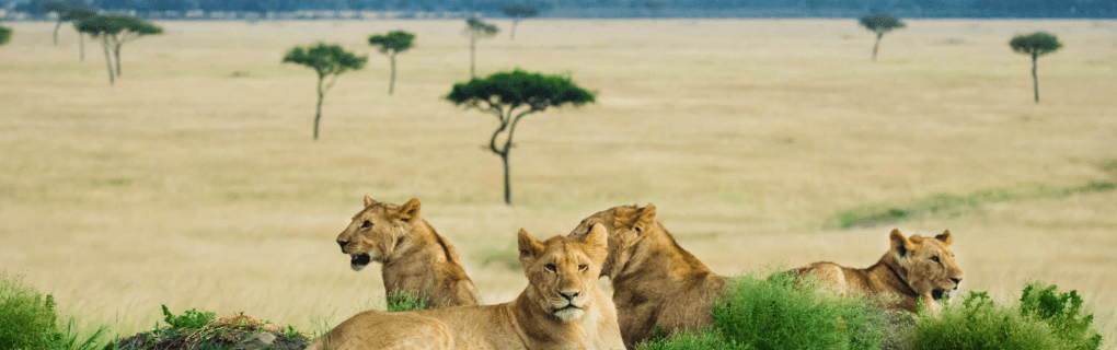 Insider`s Guide to Luxury African Safaris with Micato: Why They`re the Top Choice for Discerning Travelers