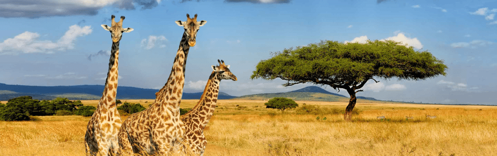 Insider`s Guide to Luxury African Safaris with Micato: Why They`re the Top Choice for Discerning Travelers