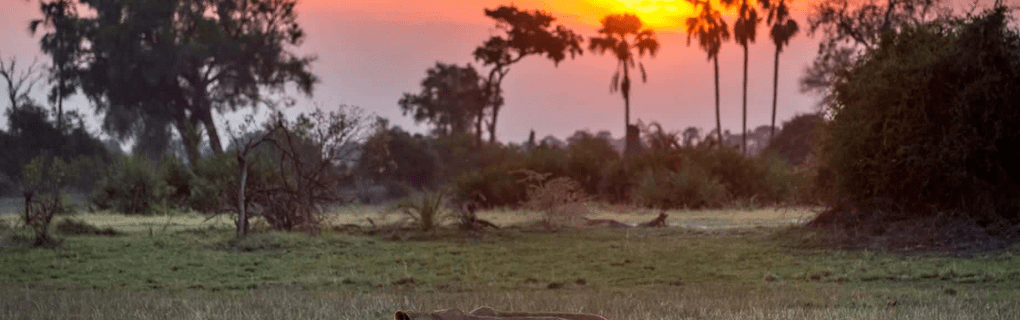 Insider`s Guide to Luxury African Safaris with Micato: Why They`re the Top Choice for Discerning Travelers