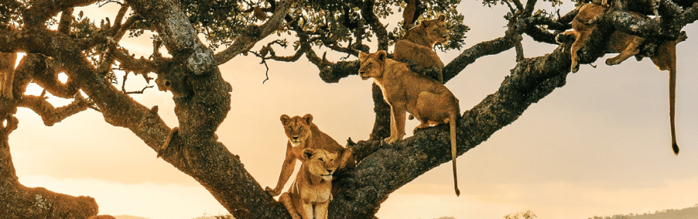 Luxury African Safaris with Micato: Insider Insights into Their Award-Winning Itineraries and Philanthropic Commitments