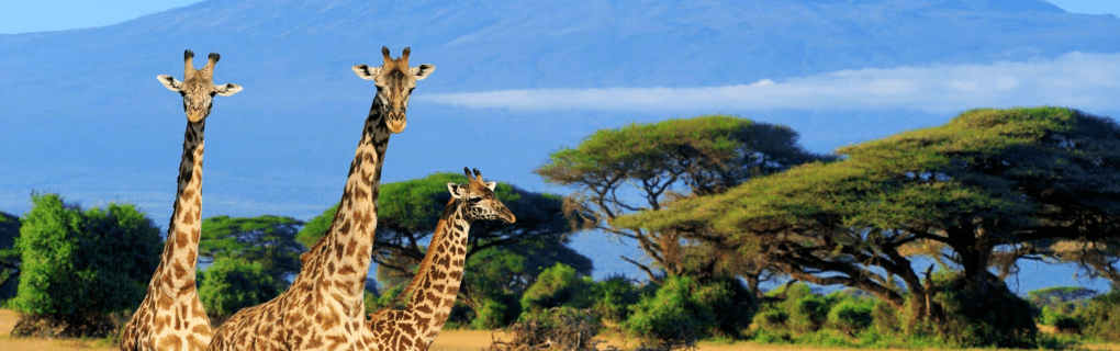 Luxury African Safaris with Micato: Insider Insights into Their Award-Winning Itineraries and Philanthropic Commitments