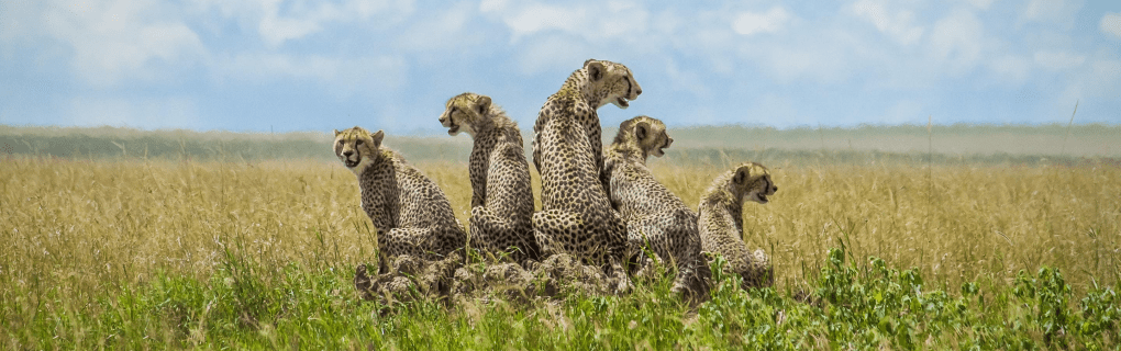 Luxury Safaris in Africa: Inside Micato`s Award-Winning East African Adventures