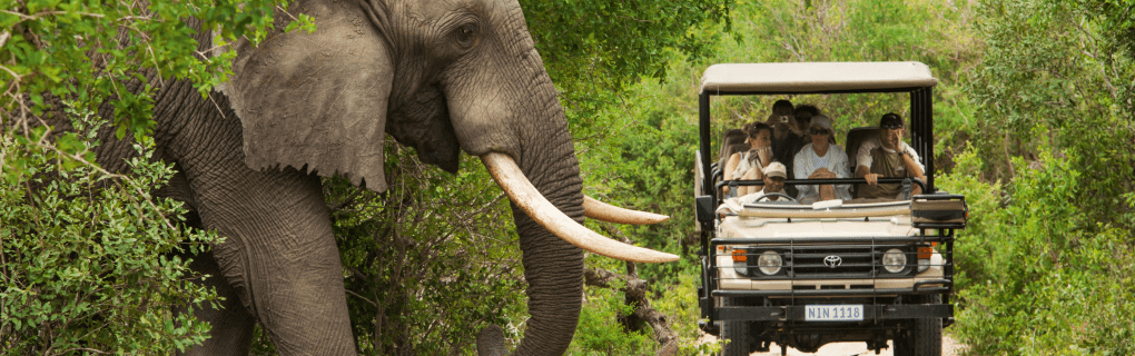 Top 5 Unique African Safaris to Explore with African Travel