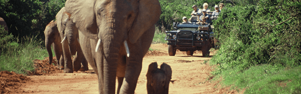 Top 5 Unique African Safaris to Explore with African Travel