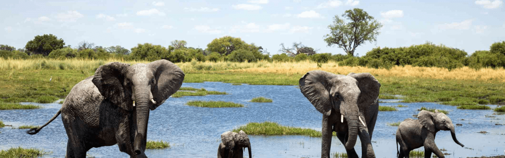 Top 5 Unique African Safaris to Explore with African Travel