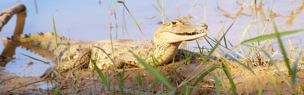 Unveiling the Amazonian Oasis: A First-Hand Review of Aqua Expeditions` Luxury River Cruises