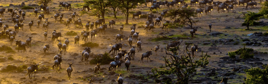 What Makes Micato Safaris the Best Choice for Luxury African Adventures?