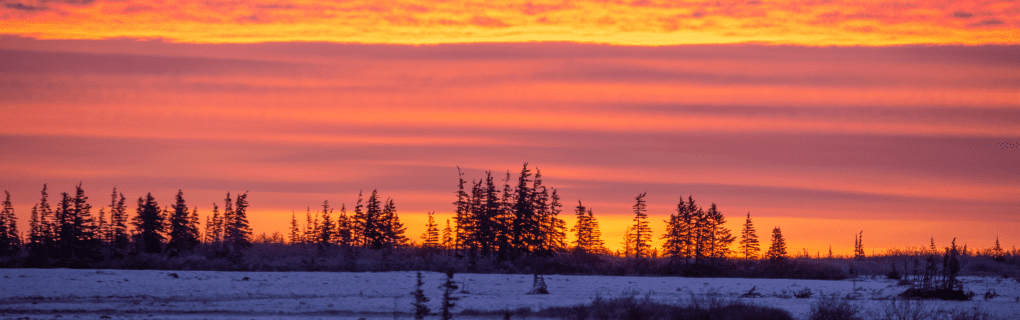 Witness the Majesty of Churchill`s Polar Bears with Natural Habitat Adventures: An Insider`s Guide to the Ultimate Arctic Encounter