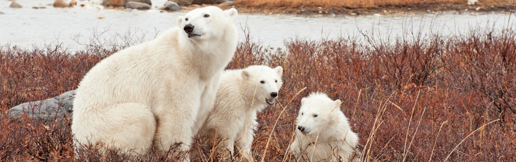 Witness the Majesty of Polar Bears with Natural Habitat Adventures: Churchill, Canada`s Ultimate Polar Bear Tour