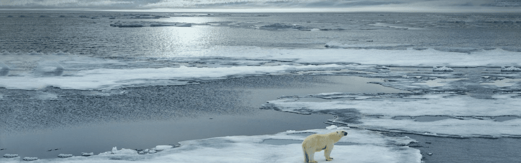 Witnessing Polar Bears Up Close: Why Natural Habitat Adventures` Churchill Tour is a Wildlife Enthusiast`s Dream