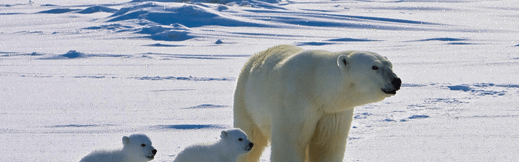 Witnessing Polar Bears Up Close: Why Natural Habitat Adventures` Churchill Tour is a Wildlife Enthusiast`s Dream