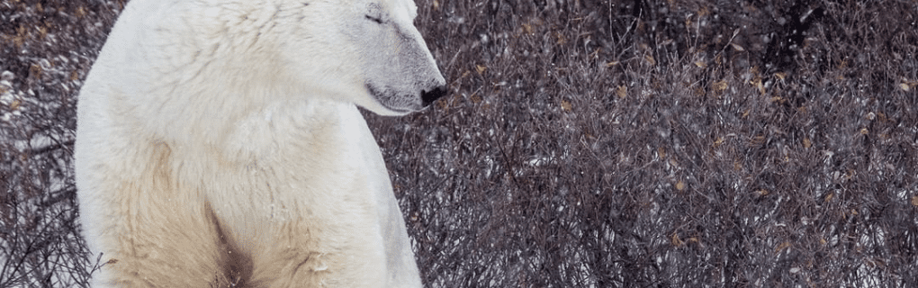 Witnessing Polar Bears Up Close: Why Natural Habitat Adventures` Churchill Tour is a Wildlife Enthusiast`s Dream