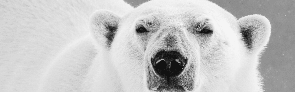 Witnessing Polar Bears Up Close: Why Natural Habitat Adventures` Churchill Tour is a Wildlife Enthusiast`s Dream