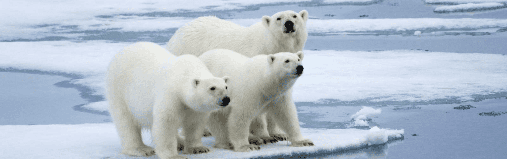 Witnessing Polar Bears Up Close: Why Natural Habitat Adventures` Churchill Tour is a Wildlife Enthusiast`s Dream