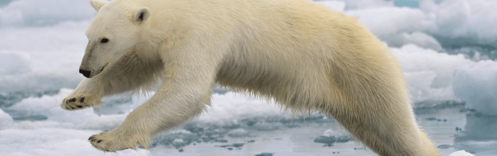 Witnessing Polar Bears Up Close: Why Natural Habitat Adventures` Churchill Tour is a Wildlife Enthusiast`s Dream