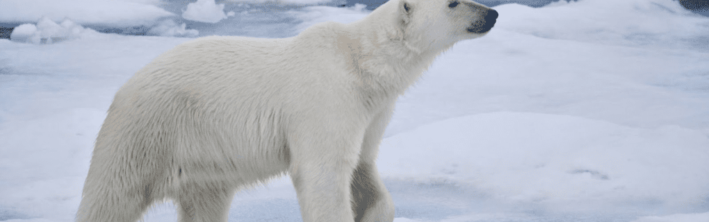 Witnessing Polar Bears Up Close: Why Natural Habitat Adventures` Churchill Tour is a Wildlife Enthusiast`s Dream