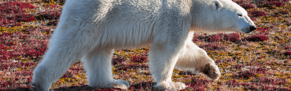 Witnessing the King of the Arctic: Why Natural Habitat Adventures` Polar Bear Tours Are Unbeatable