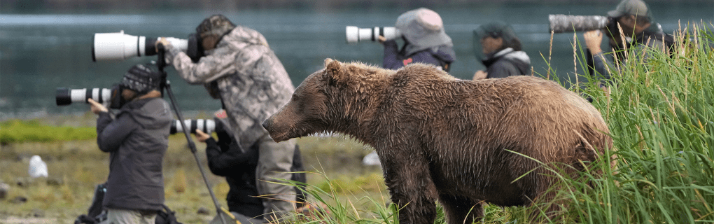 Witnessing the King of the Arctic: Why Natural Habitat Adventures` Polar Bear Tours Are Unbeatable