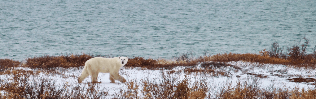 Witnessing the King of the Arctic: Why Natural Habitat Adventures` Polar Bear Tours Are Unbeatable