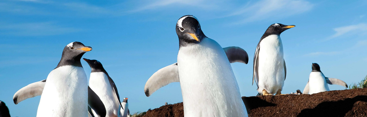 Best Host Agency for Experienced Travel Agents in 2026